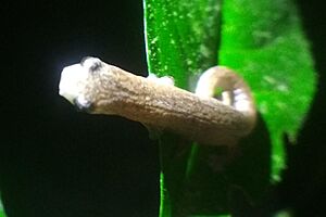 Bolitoglossa peruviana cropped.jpg