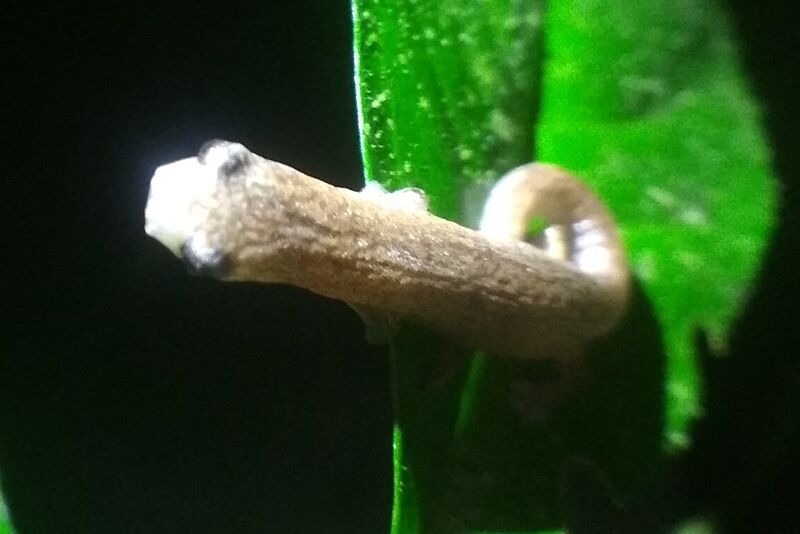 Bolitoglossa peruviana cropped