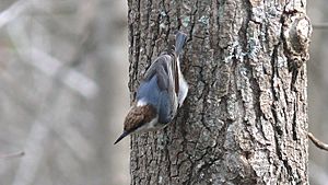 Brown-headed Nuthatch-27527