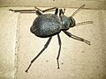 Bug in Tharparkar District