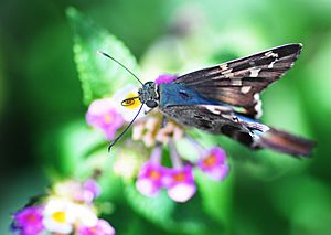 Butterfly on Lantana - Flickr - Andrea Westmoreland