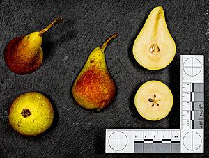 Carmen (pear) jm120838