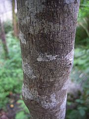 Cascara (Rhamnus purshiana) bark