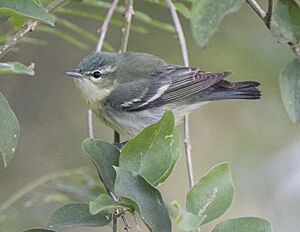 Cerulean Warbler adult female 1.jpg