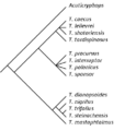 Cladogram Trimerocephalus
