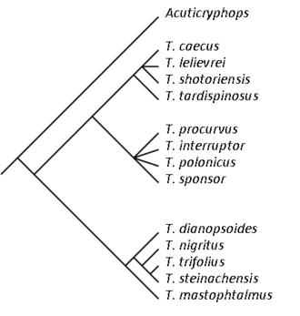 Cladogram Trimerocephalus