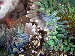 Close-up of clone war of sea anemones