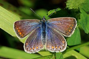 Common blue butterfly (Polyommatus icarus) female.jpg