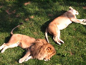 Como Zoo's lions