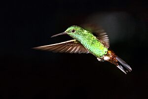 Copper-rumped hummingbird (Amazilia tobaci tobaci) in flight To