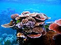 Coral Outcrop Flynn Reef