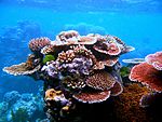 Different types of corals, underwater photo