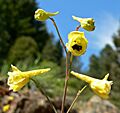 Delphinium luteum 2