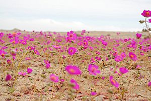 Desierto florido 2010