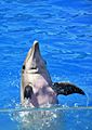 Dolphin Days SanDiego Seaworld