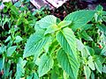 Elsholtzia ciliata-1