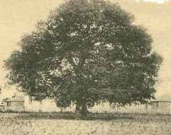 Emanicipation oak hampton-cropped