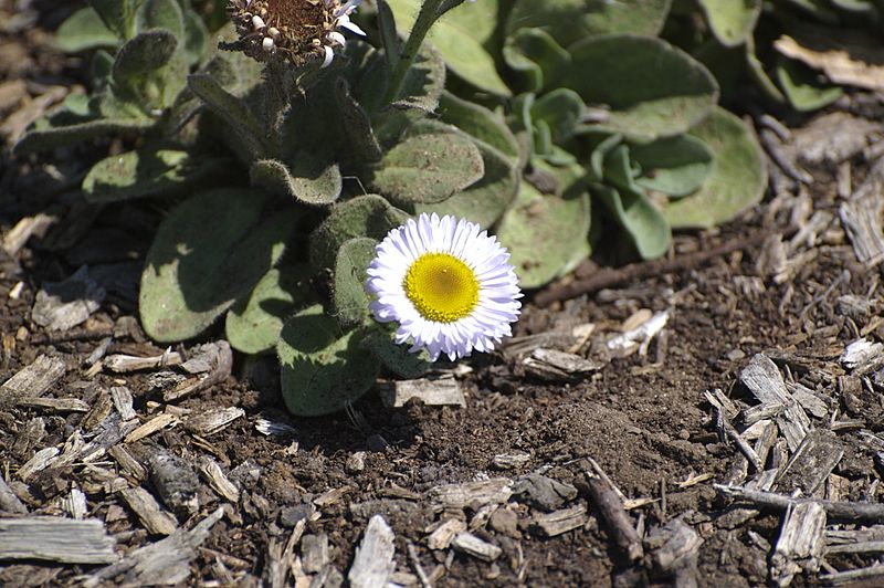 Erigeronblochmaniae
