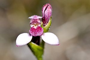 Eriochilus scaber - Pink Bunny orchid (7655293948).jpg