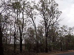 Eucalyptus rhombica.jpg
