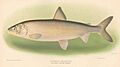 FMIB 42892 Bloater of Lake Michigan - Leucichthys johannae (Wagner).jpeg
