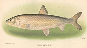 FMIB 42892 Bloater of Lake Michigan - Leucichthys johannae (Wagner)