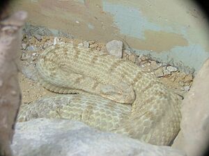 Field's Horned Viper.jpg