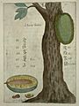 Flora Sinensis - Jackfruit