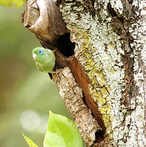 Forpus conspicillatus -Colombia -male by nest-8