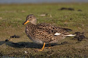 Gadwall-female.jpg