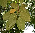 Geiger Tree (Cordia sebestena) leaves in Hyderabad, AP W 269