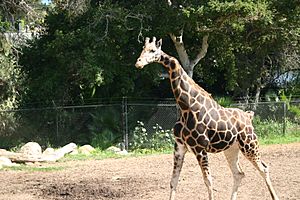 Gemina (giraffe) at Santa Barbara Zoo