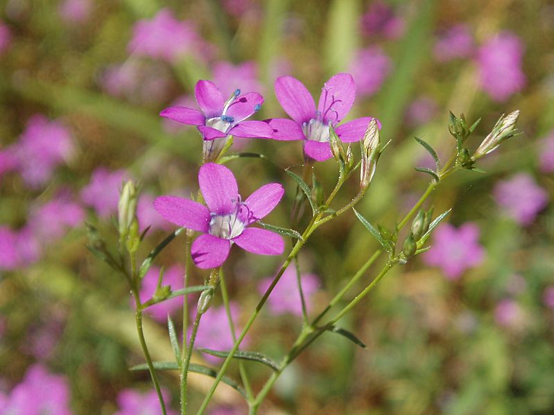 Gilialeptantha