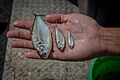 Gizzard shad