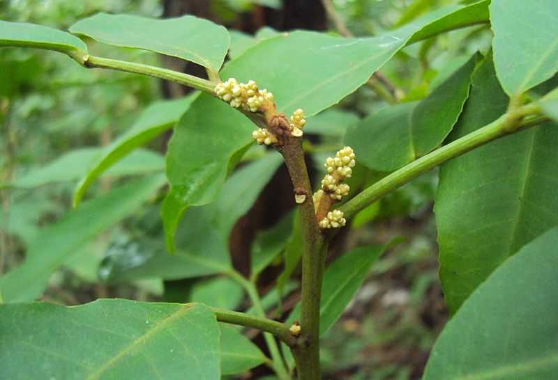 Glycosmis pentaphylla buds
