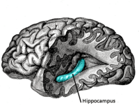 Gray739-emphasizing-hippocampus.png