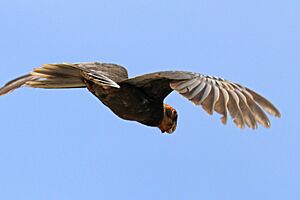 Greater vasa parrot (Coracopsis vasa drouardi) female in flight