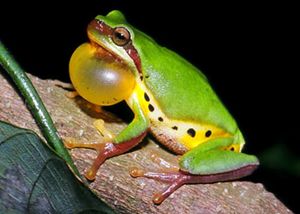 Hallowell's tree frog Facts for Kids