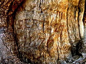 Hodgkinson's Marked Tree - marks