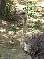 Jackson Zoo Ostrich