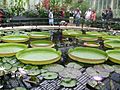 Kew Gardens giant water lily