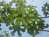 Leaves of Brachychiton Acerifolius