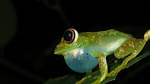 Leptopelis grandiceps on tree branch.jpg