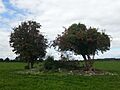 Lismacrory Mound 1