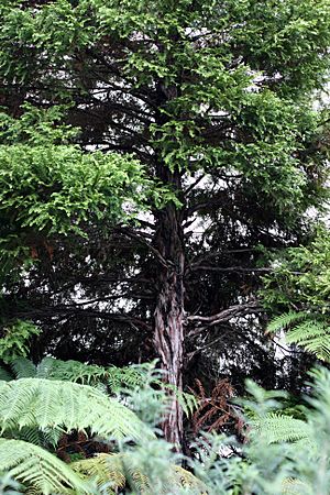 Lplumosa877