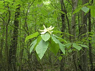 Magnoliafraseri rt1