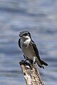 Mangrove swallow (Tachycineta albilinea) Peten 2