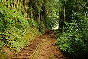 Manoa Falls Trail (8331389248)
