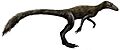 Marasuchus flipped