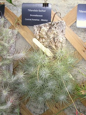 Matthaei Botanical Gardens - IMG 8998.JPG